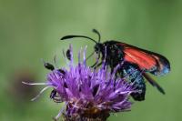 Zygaena trifolii