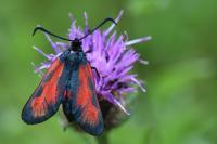 Zygaena trifolii