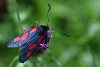 Zygaena trifolii
