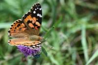 Vanessa cardui