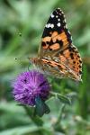 Vanessa cardui