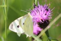 Pieris rapae