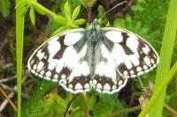 Melanargia galathea