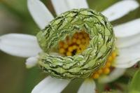 Cucullia chamomillae