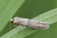 Homoeosoma sinuella
