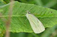 Pieris rapae