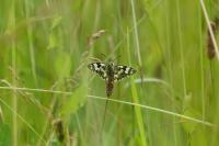 Melanargia galathea