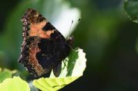 Aglais urticae
