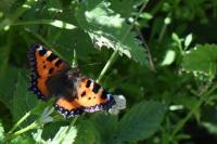 Aglais urticae