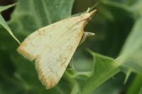 Sitochroa verticalis