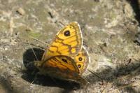 Lasiommata megera