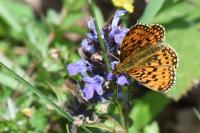 Boloria selene