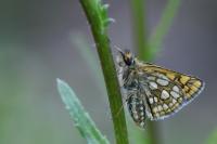Carterocephalus palaemon