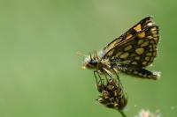 Carterocephalus palaemon