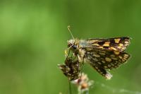 Carterocephalus palaemon