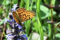 Boloria selene