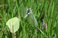 Gonepteryx rhamni