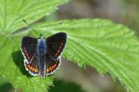 Aricia agestis