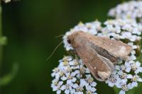 Mythimna albipuncta