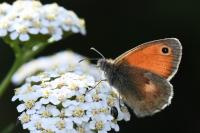 Coenonympha pamphilus