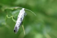 Yponomeuta irrorella