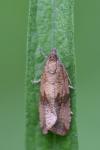 Celypha striana