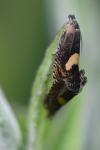 Dichrorampha petiverella