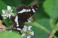 Limenitis camilla