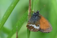 Coenonympha arcania