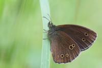Aphantopus hyperantus