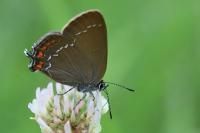 Satyrium ilicis