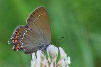 Satyrium ilicis