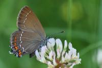Satyrium ilicis