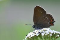Satyrium ilicis