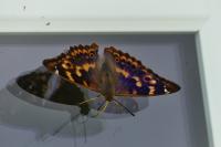 Apatura ilia