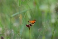 Thymelicus sylvestris
