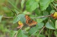 Boloria dia