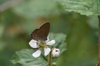 Satyrium ilicis