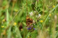 Boloria dia