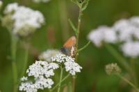 Coenonympha arcania