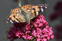 Vanessa cardui