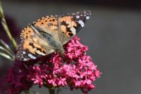 Vanessa cardui