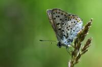 Lycaena tityrus
