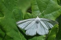 Siona lineata