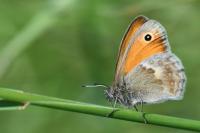 Coenonympha pamphilus