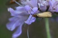 Nemophora metallica