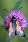 Zygaena trifolii