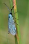 Jordanita globulariae