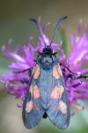Zygaena trifolii