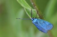 Jordanita globulariae
